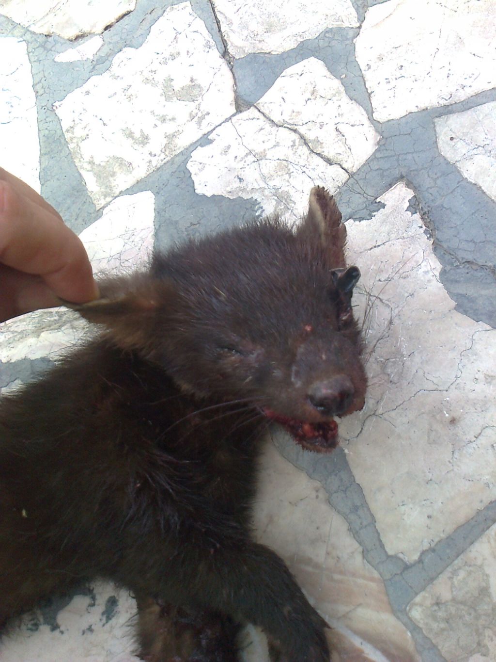 Martora a Crema
